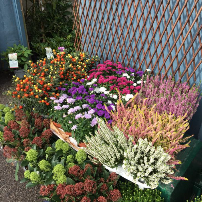 Deal Garden Centre Deal Garden Centre