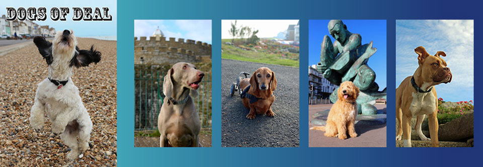 Dogs for Deal