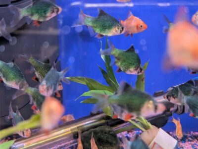 Maxteds Pet, Aquatic & Garden Maxteds Pet, Aquatic & Garden