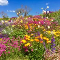 Sandown Castle Community Garden, Deal, Kent