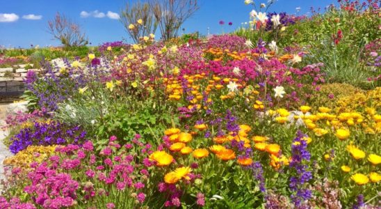 Sandown Castle Community Garden, Deal, Kent