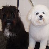 Scruffs and Cruffts Canine Beauticians Scruffs and Cruffts Canine Beauticians
